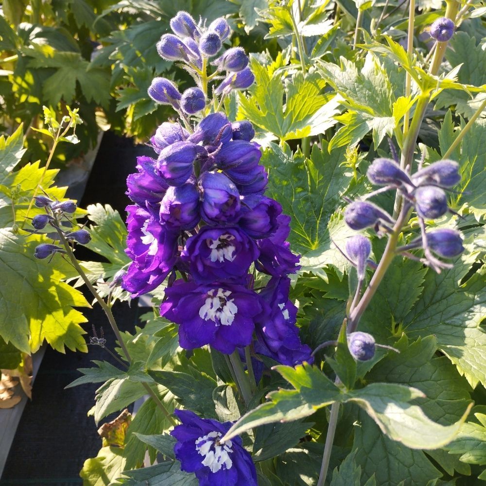 Delphinium Magic Fontains Dark Blue/White