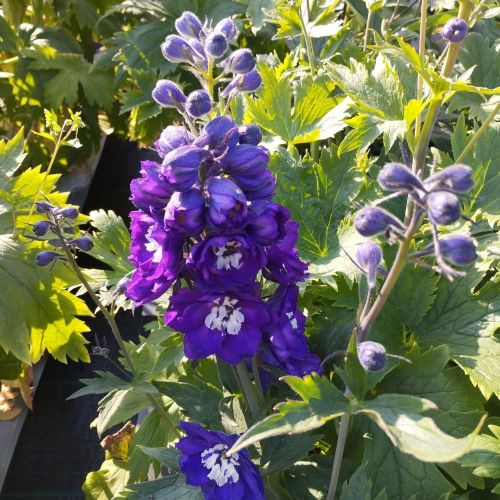 Delphinium Magic Fontains Dark Blue/White