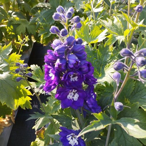 Delphinium Magic Fontains Dark Blue/White