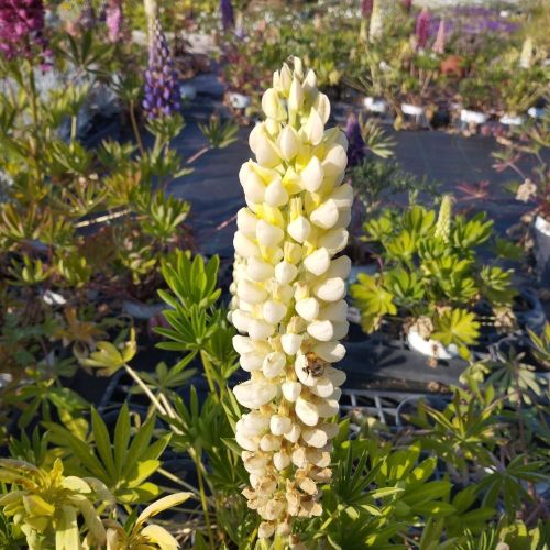 Lupin Polyphyllus Lipini White