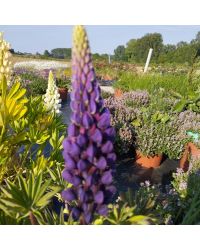 Lupin Polyphyllus Lupini Blue
