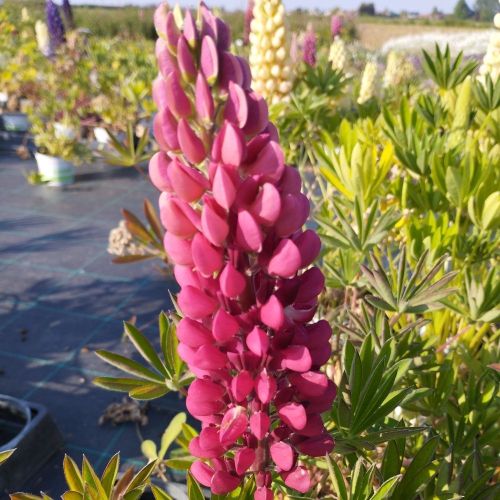Lupin Polyphyllus Lupini Red
