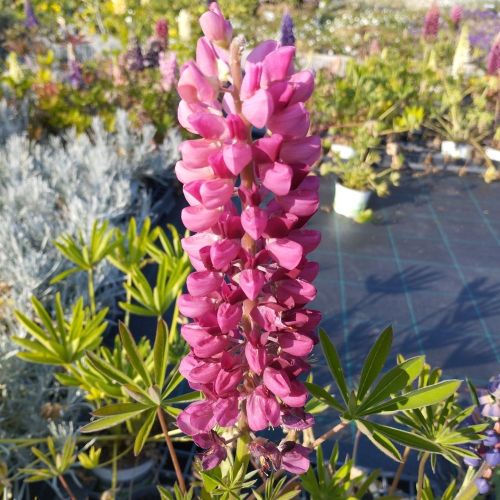 Lupin Vivace Polyphyllus Pink