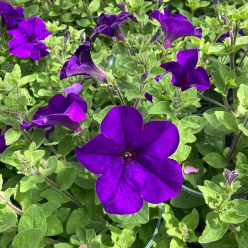 Petunia Retombant Surfinia Giant Blue