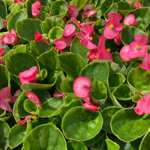 Begonia semperflorens mascotte rose