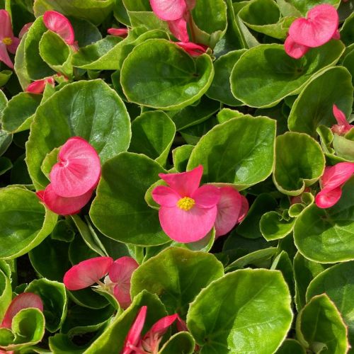 Begonia semperflorens mascotte rose