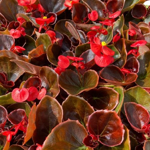 Begonia Semperflorens Mascotte Scarlet Improved