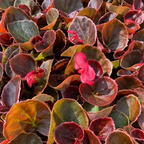 Begonia Semperflorens Mascotte Scarlet Improved