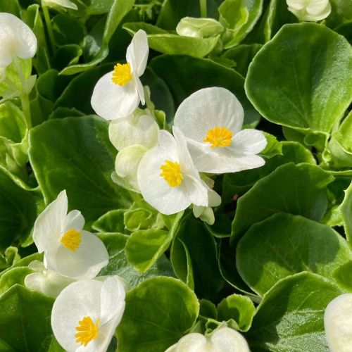 Begonia Semperflorens Mascotte White