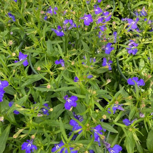 Lobelia Anabel Blue