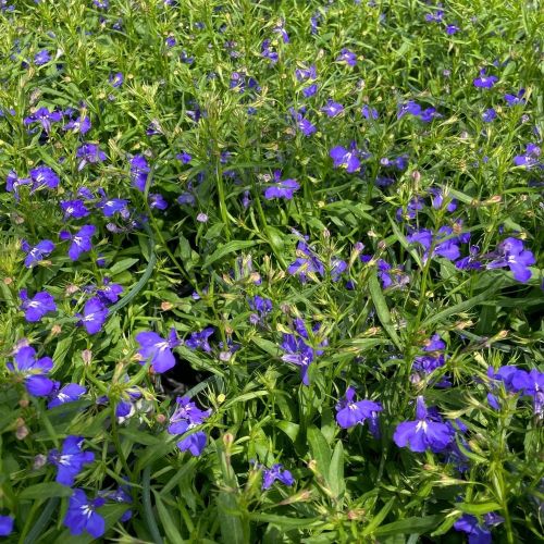 Lobelia Anabel Blue
