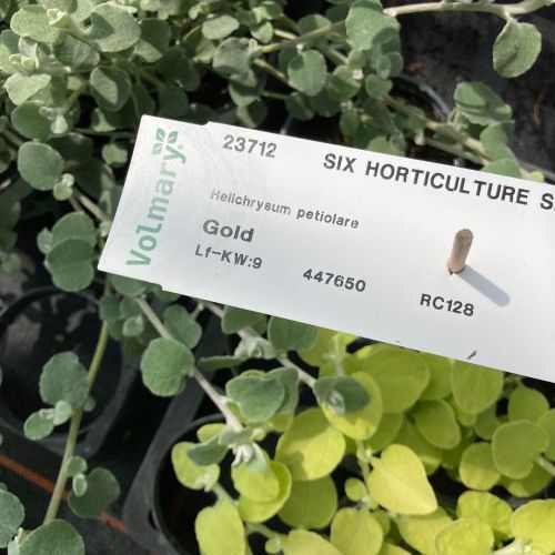 Helichrysum Doré Gold Leaf