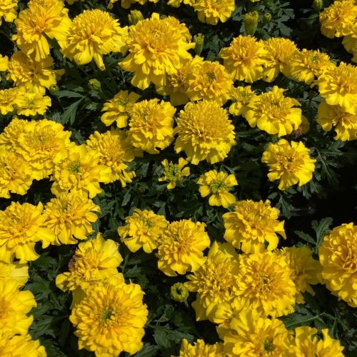 oeillet d'inde Durango Jaune