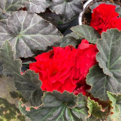 Begonia Tubereux Swing Scarlet