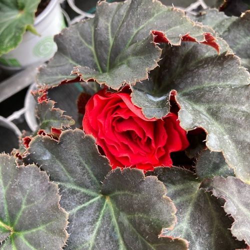 Begonia Tubereux Swing Scarlet