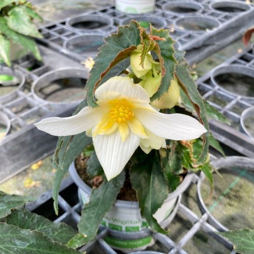 Begonia Summerwings Vanilla