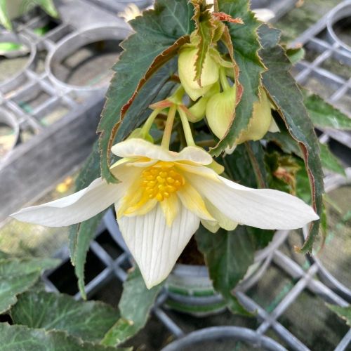 Begonia Summerwings Vanilla