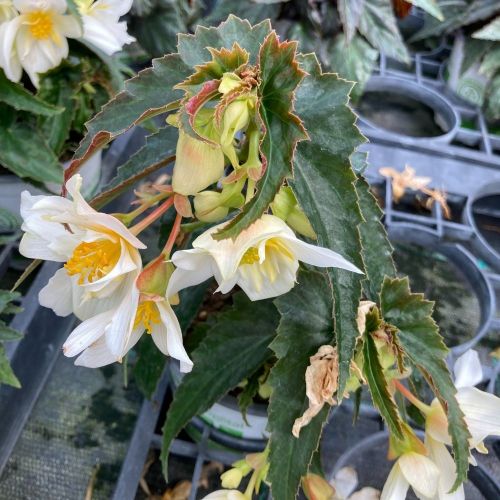 Begonia Summerwings Vanilla