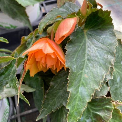 Begonia Summerwings Apricot Improved