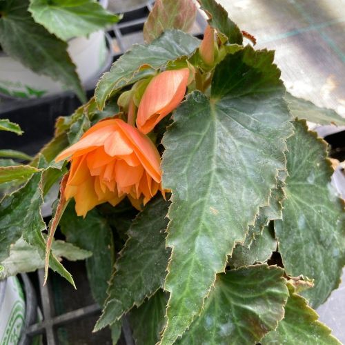 Begonia Summerwings Apricot Improved