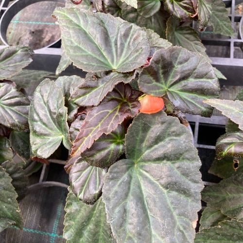 Begonia Summerwings Ebony Orange
