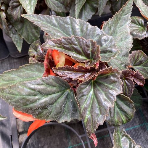 Begonia Summerwings Ebony Orange