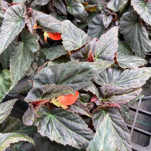 Begonia Summerwings Ebony Orange