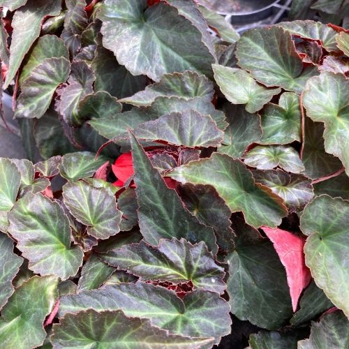 Begonia Summerwings Dark Elegance rouge