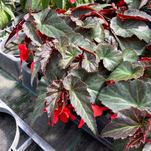 Begonia Summerwings Dark Elegance rouge