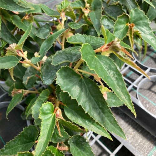 Begonia Summerwings Rose