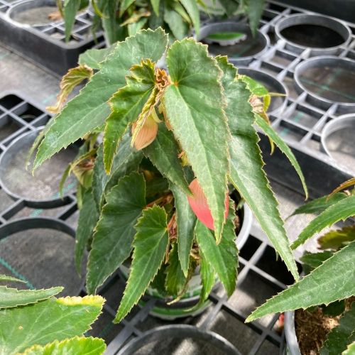 Begonia Summerwings Rose