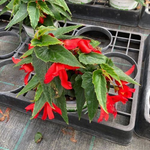Begonia Boliviensis Santa Cruz