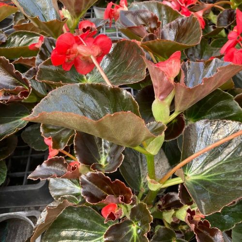Begonia Megawatt Rouge À Feuil Bronze