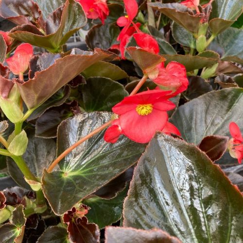 Begonia Megawatt Rouge À Feuil Bronze