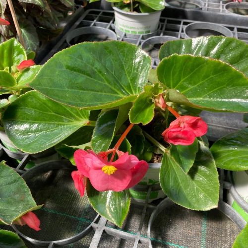 Begonia Mega Watt Rose Green Leaves