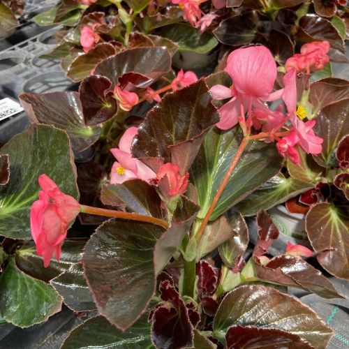 Begonia Big Rose Bronze Leaf