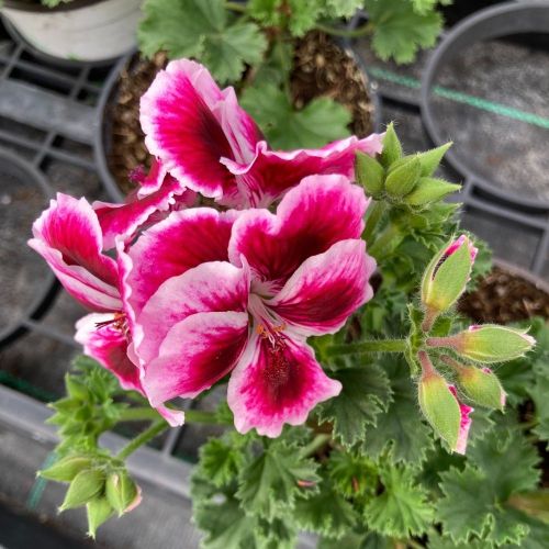 Pelargonium Collection Bella Donna Mauve et Blanc