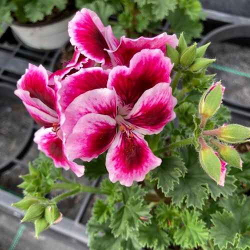 Pelargonium Collection Bella Donna Mauve et Blanc