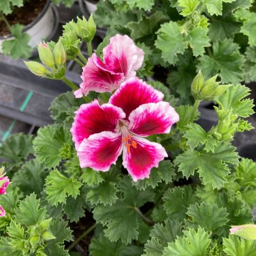 Pelargonium Collection Bella Donna Mauve et Blanc
