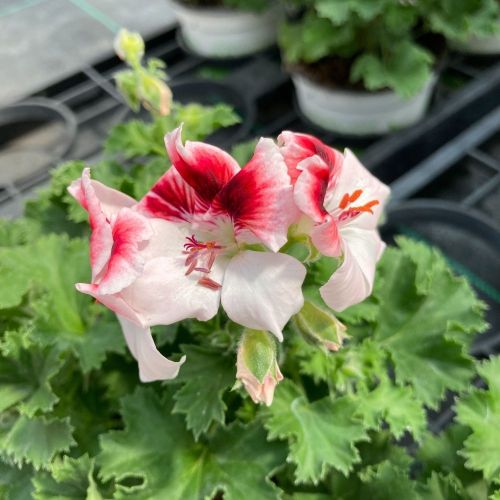 Pelargonium Candy Peach Cloud