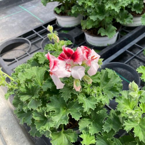 Pelargonium Candy Peach Cloud