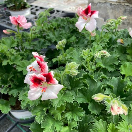Pelargonium Candy Peach Cloud