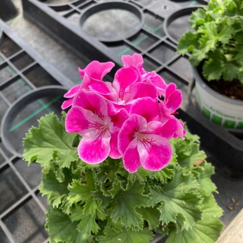 Pélargonium Pinkerbell Blanc Et Violet