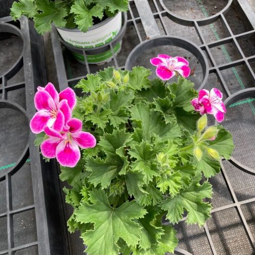 Pélargonium Pinkerbell Blanc Et Violet