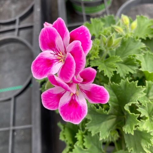 Pélargonium Pinkerbell Blanc Et Violet
