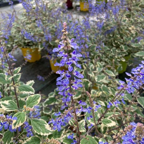 Plectranthus Spire Bleu