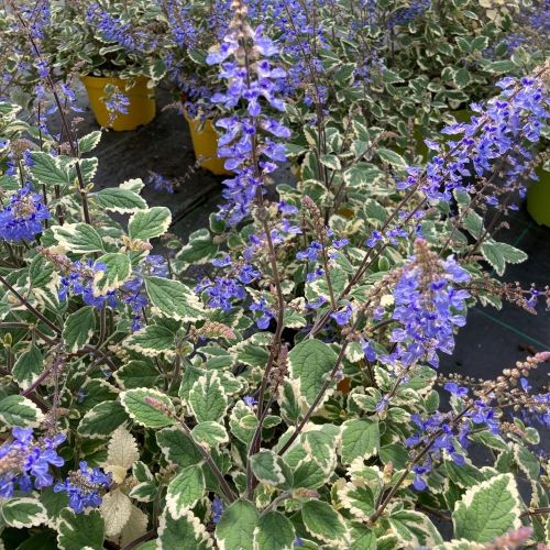 Plectranthus Spire Bleu