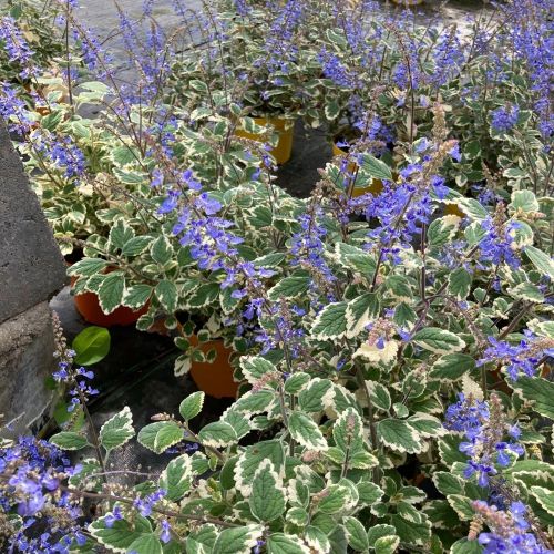 Plectranthus Spire Bleu
