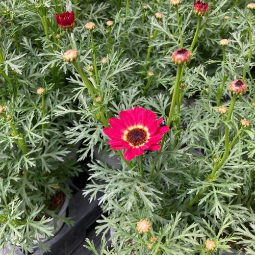 Anthemis Grandaisy Ruby