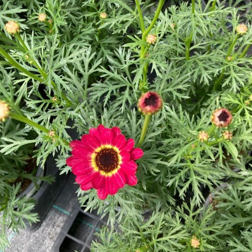 Anthemis Grandaisy Ruby